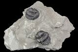 Two Eldredgeops Trilobite Fossils - New York #138809-1